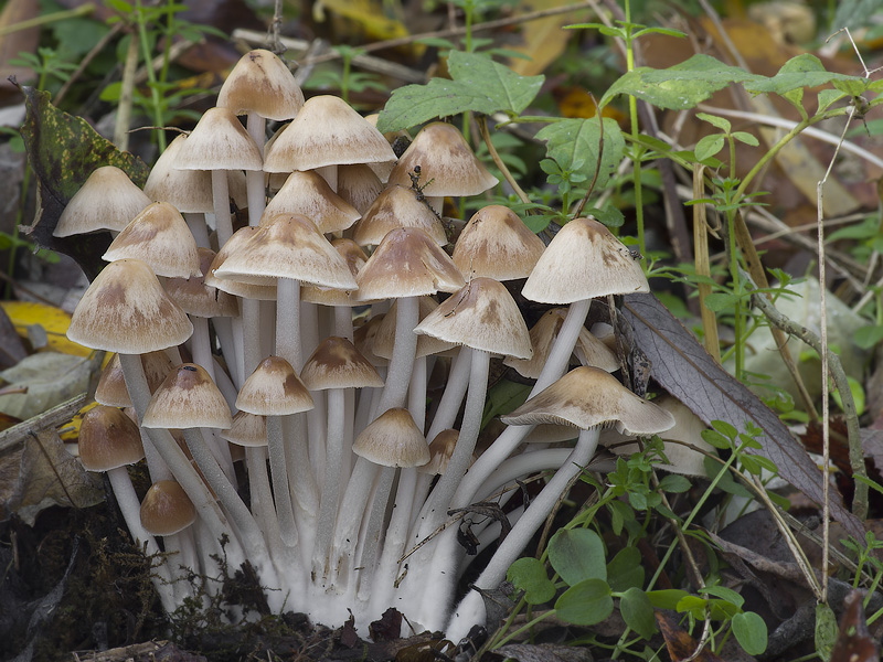 Psathyrella multipedata